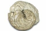 Fossil Nautilus (Aturia) - Boujdour, Morocco #300025-1